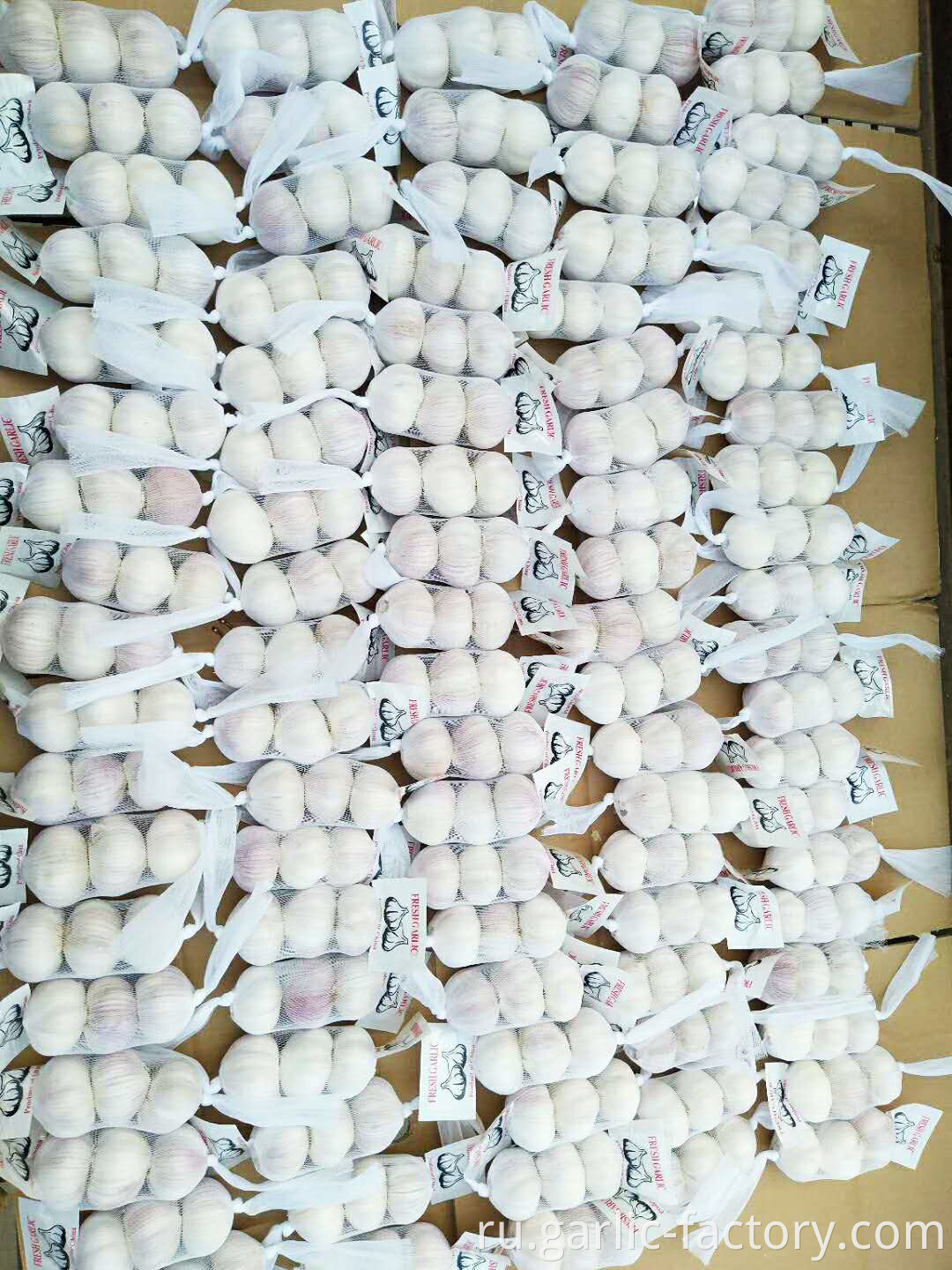 New crop fresh natural normal white garlic